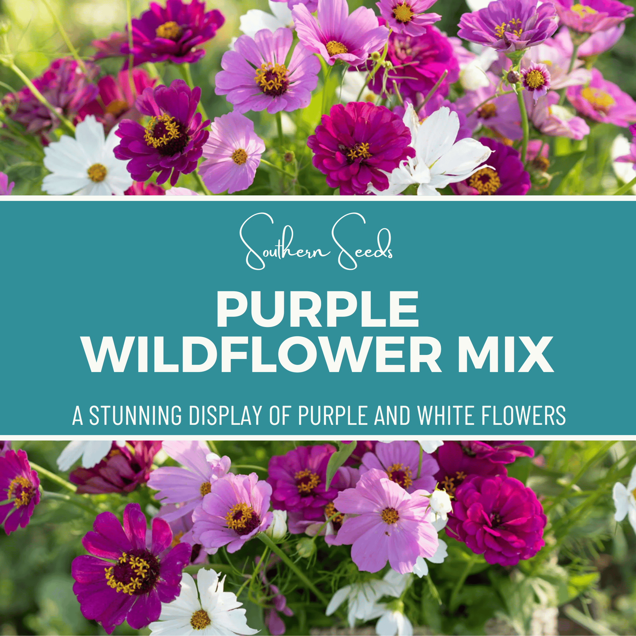Purple Wildflower Seed Mix – 1,000 Seeds Southern Seeds
