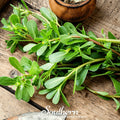 Purslane – 100 Seeds Southern Seeds