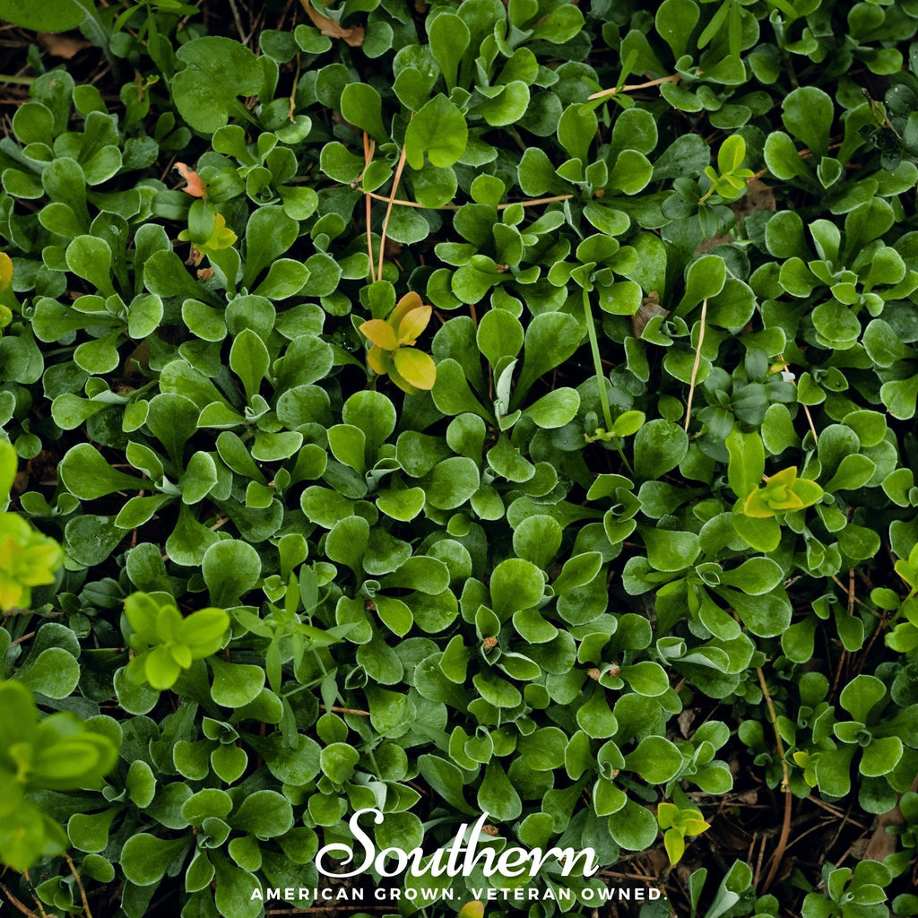 Purslane – 100 Seeds Southern Seeds