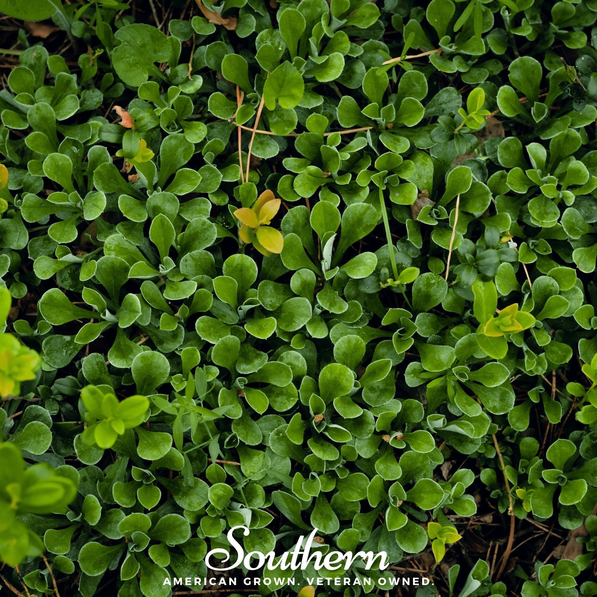 Purslane – 100 Seeds Southern Seeds