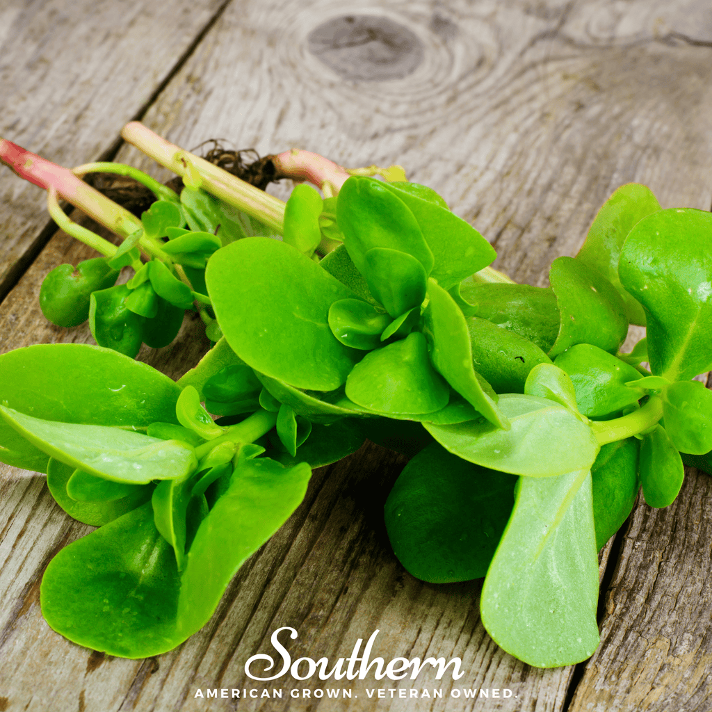 Purslane – 100 Seeds Southern Seeds
