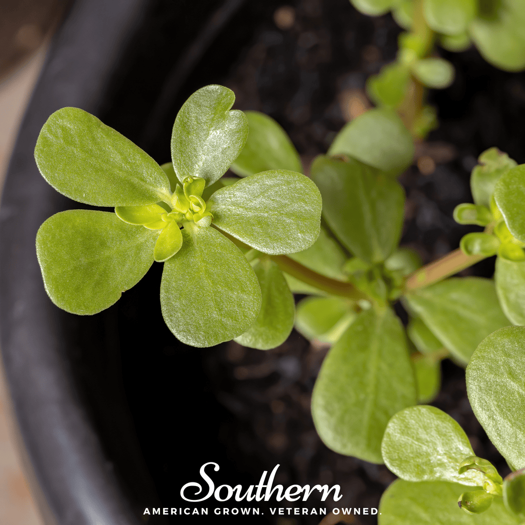 Purslane – 100 Seeds Southern Seeds