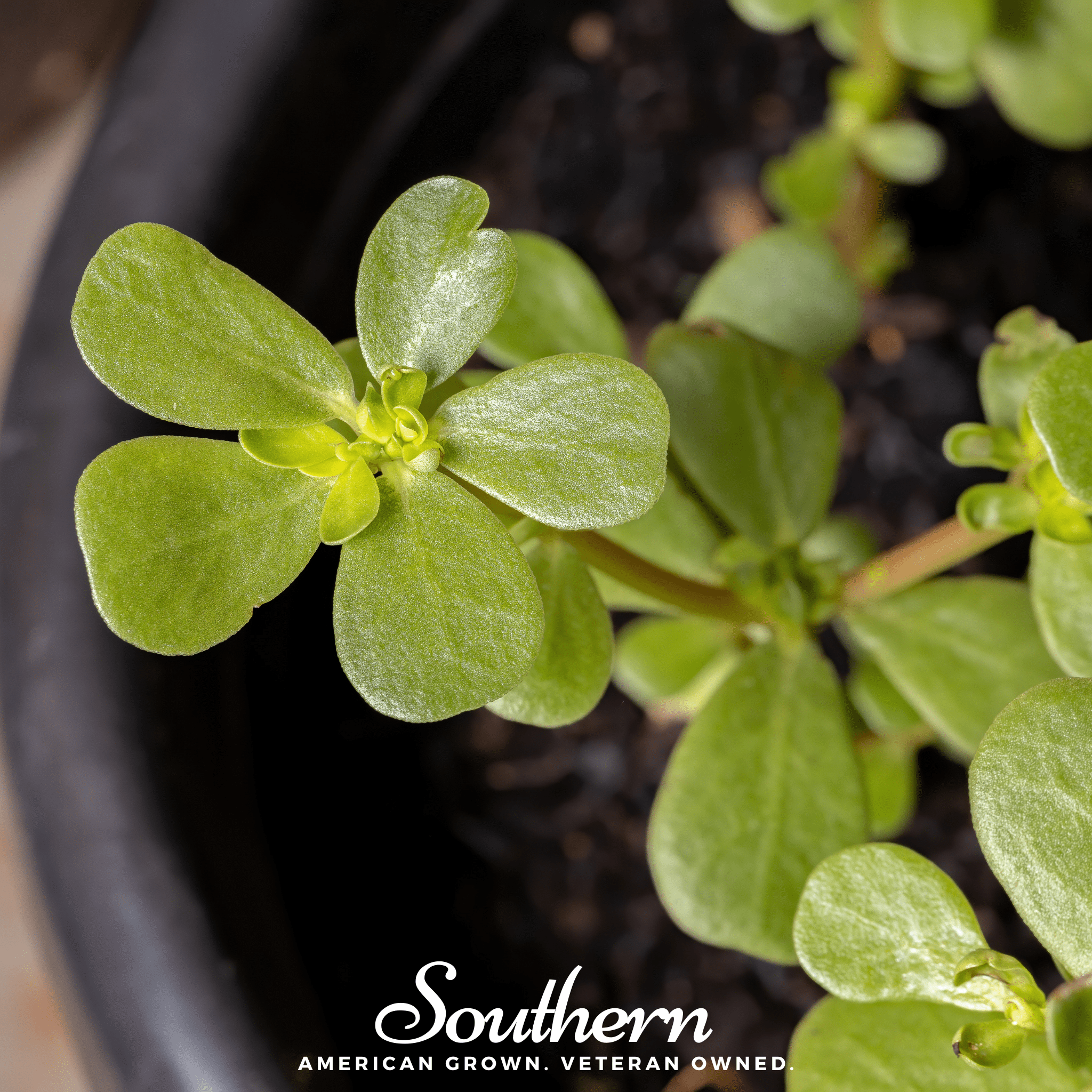 Purslane – 100 Seeds Southern Seeds