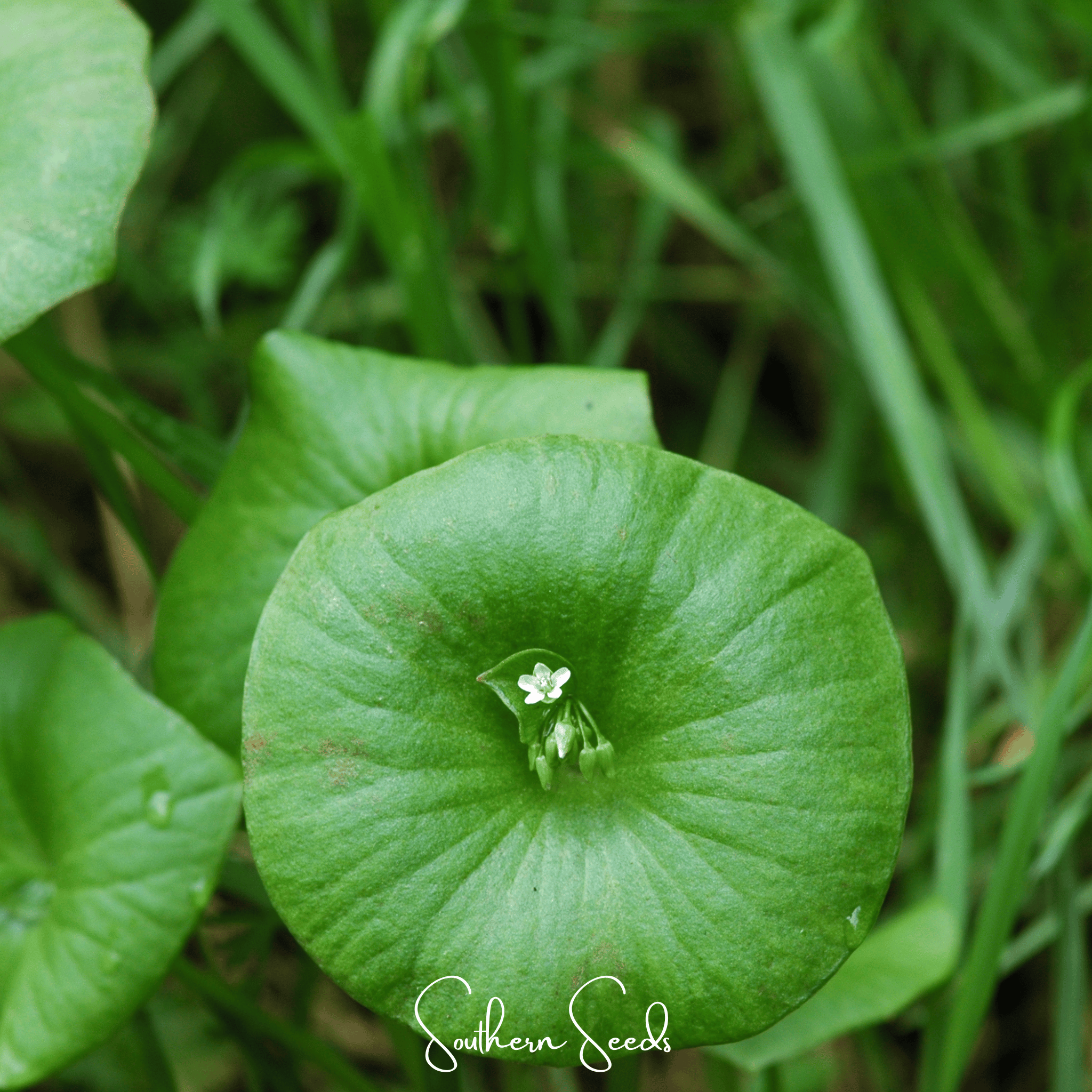 Winter Purslane, Miner’s Lettuce – 100 Seeds Southern Seeds
