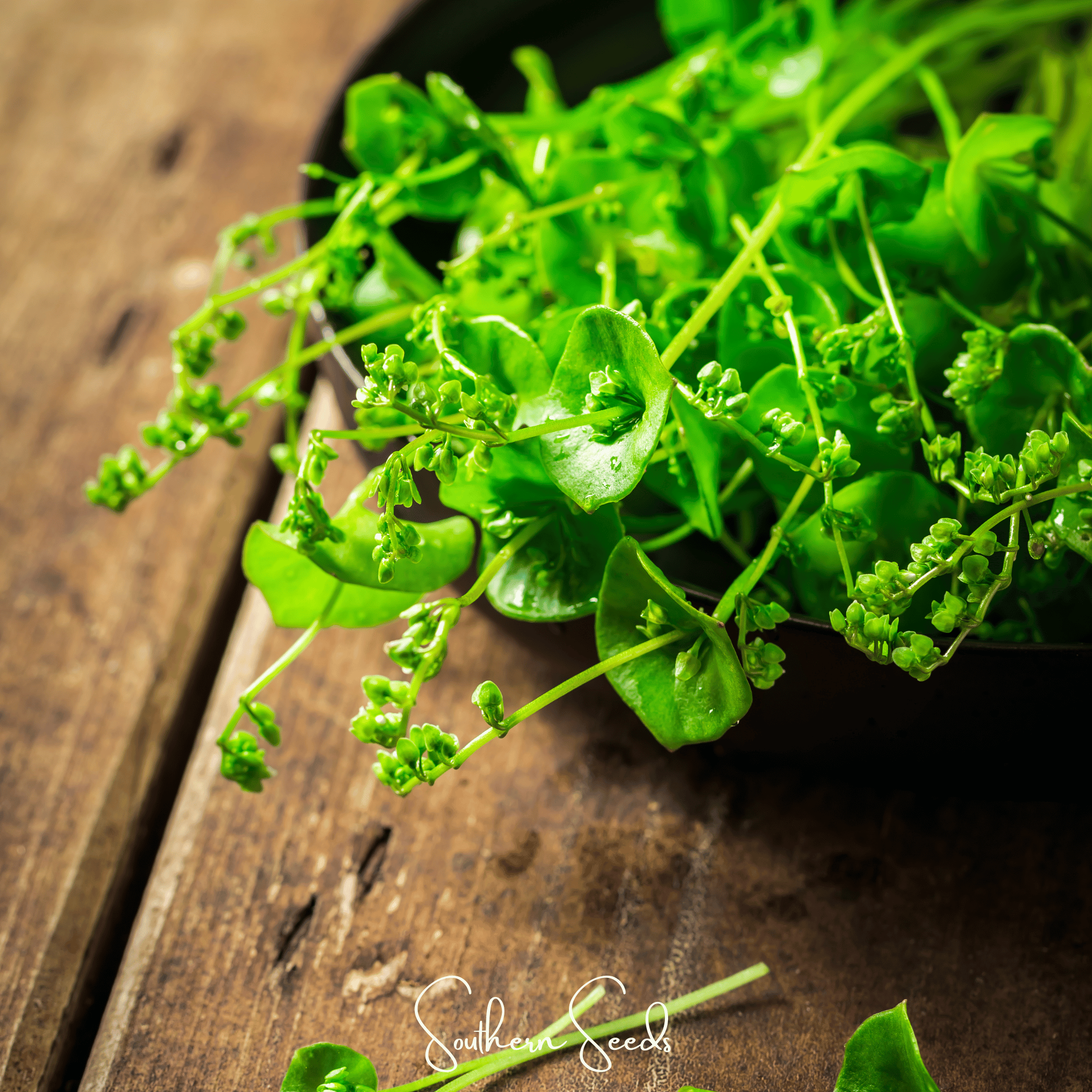 Winter Purslane, Miner’s Lettuce – 100 Seeds Southern Seeds