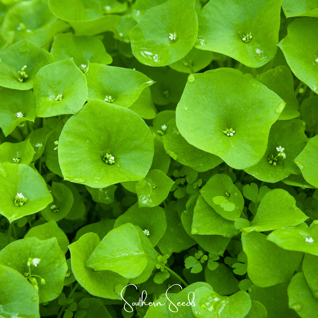 Winter Purslane, Miner’s Lettuce – 100 Seeds Southern Seeds