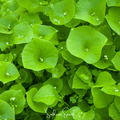 Winter Purslane, Miner’s Lettuce – 100 Seeds Southern Seeds
