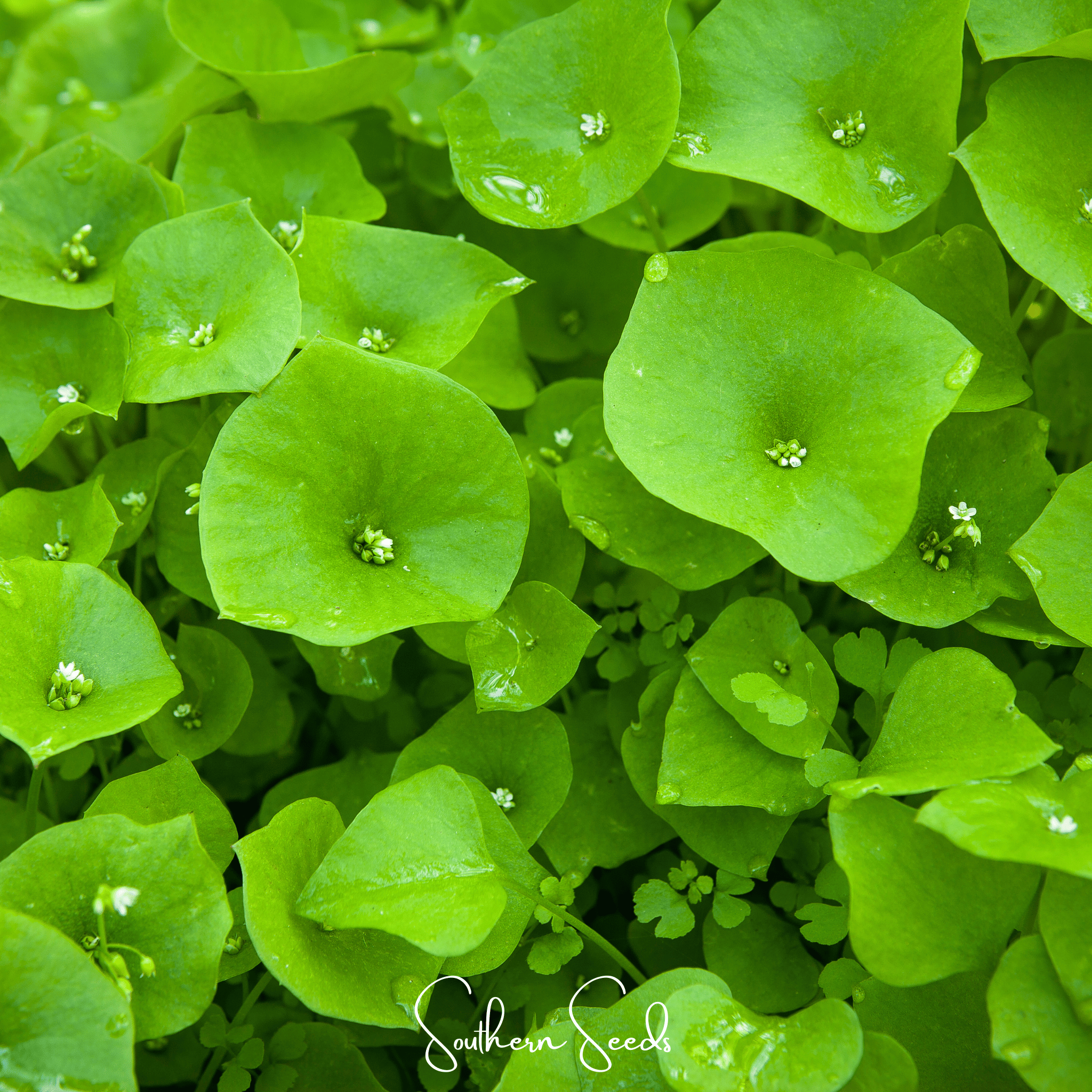 Winter Purslane, Miner’s Lettuce – 100 Seeds Southern Seeds