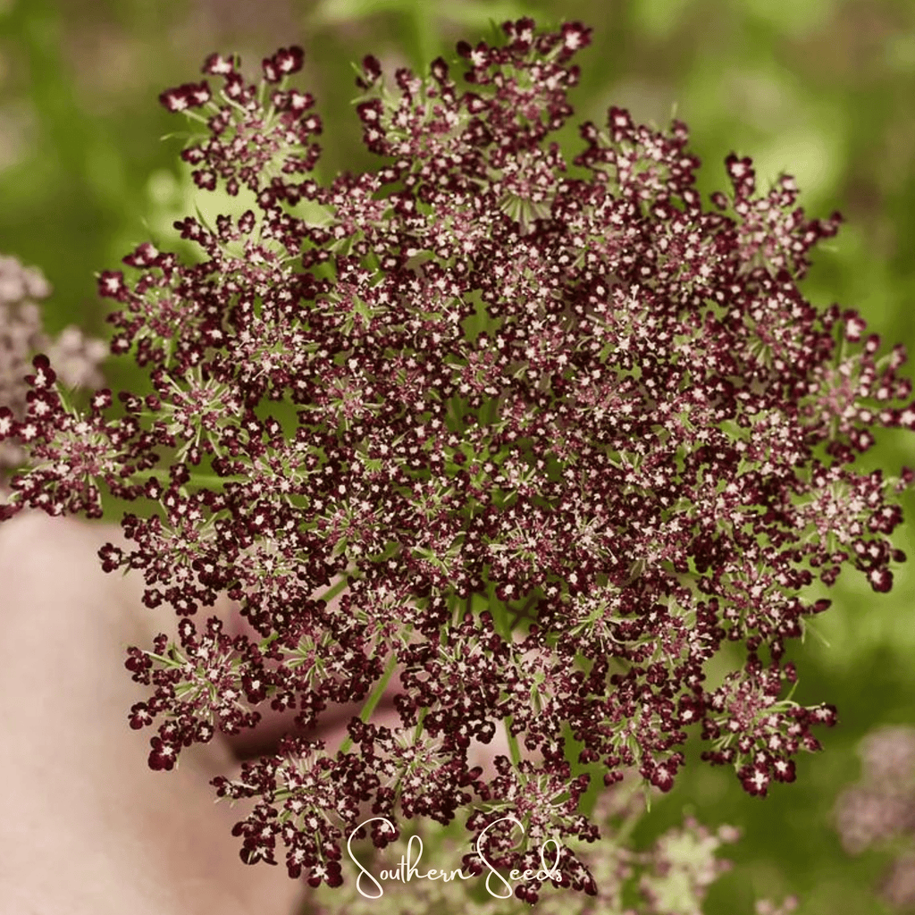 Chocolate Lace Queen Anne's Lace – 100 Seeds Southern Seeds