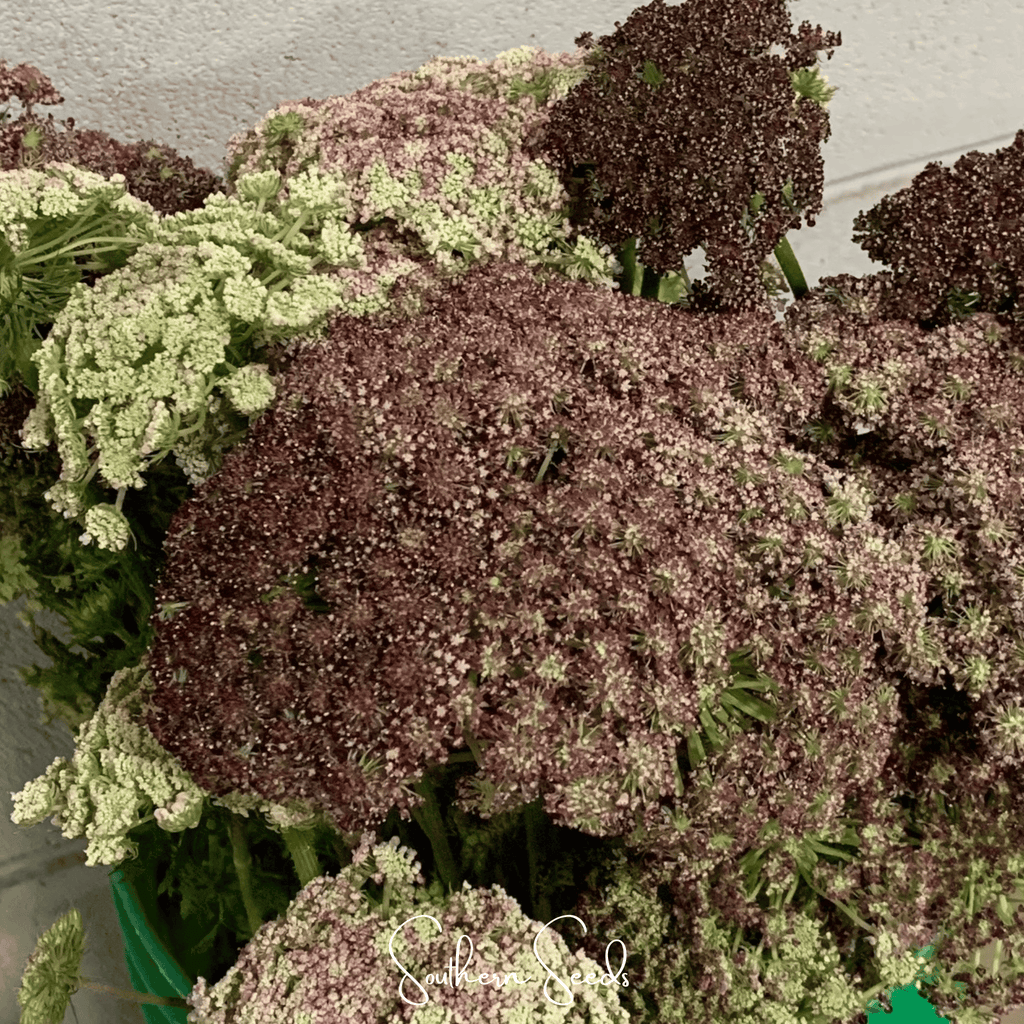 Chocolate Lace Queen Anne's Lace – 100 Seeds Southern Seeds