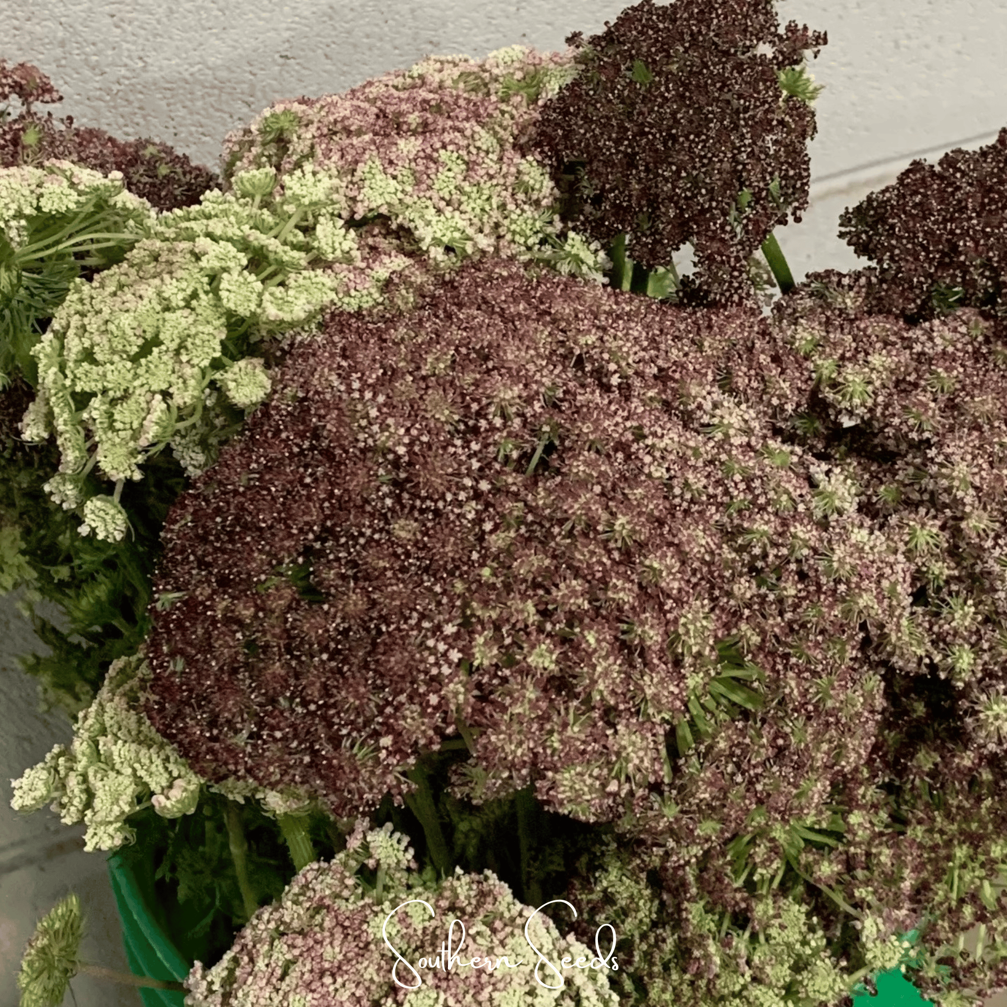 Chocolate Lace Queen Anne's Lace – 100 Seeds Southern Seeds