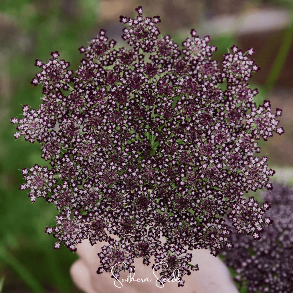 Chocolate Lace Queen Anne's Lace – 100 Seeds Southern Seeds