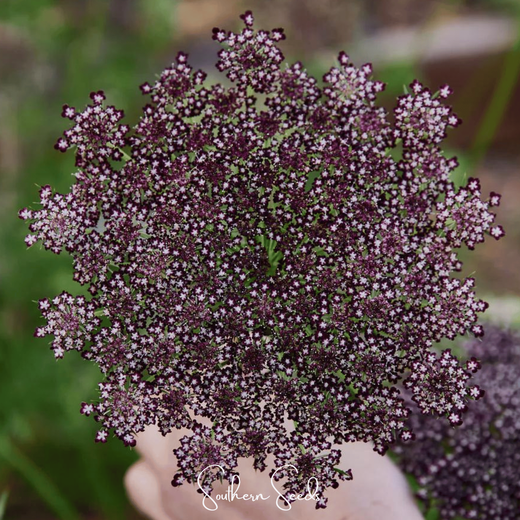 Chocolate Lace Queen Anne's Lace – 100 Seeds Southern Seeds