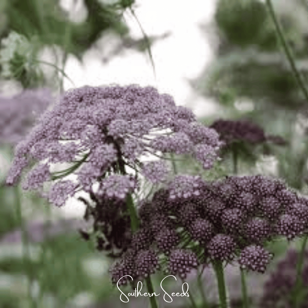 Chocolate Lace Queen Anne's Lace – 100 Seeds Southern Seeds