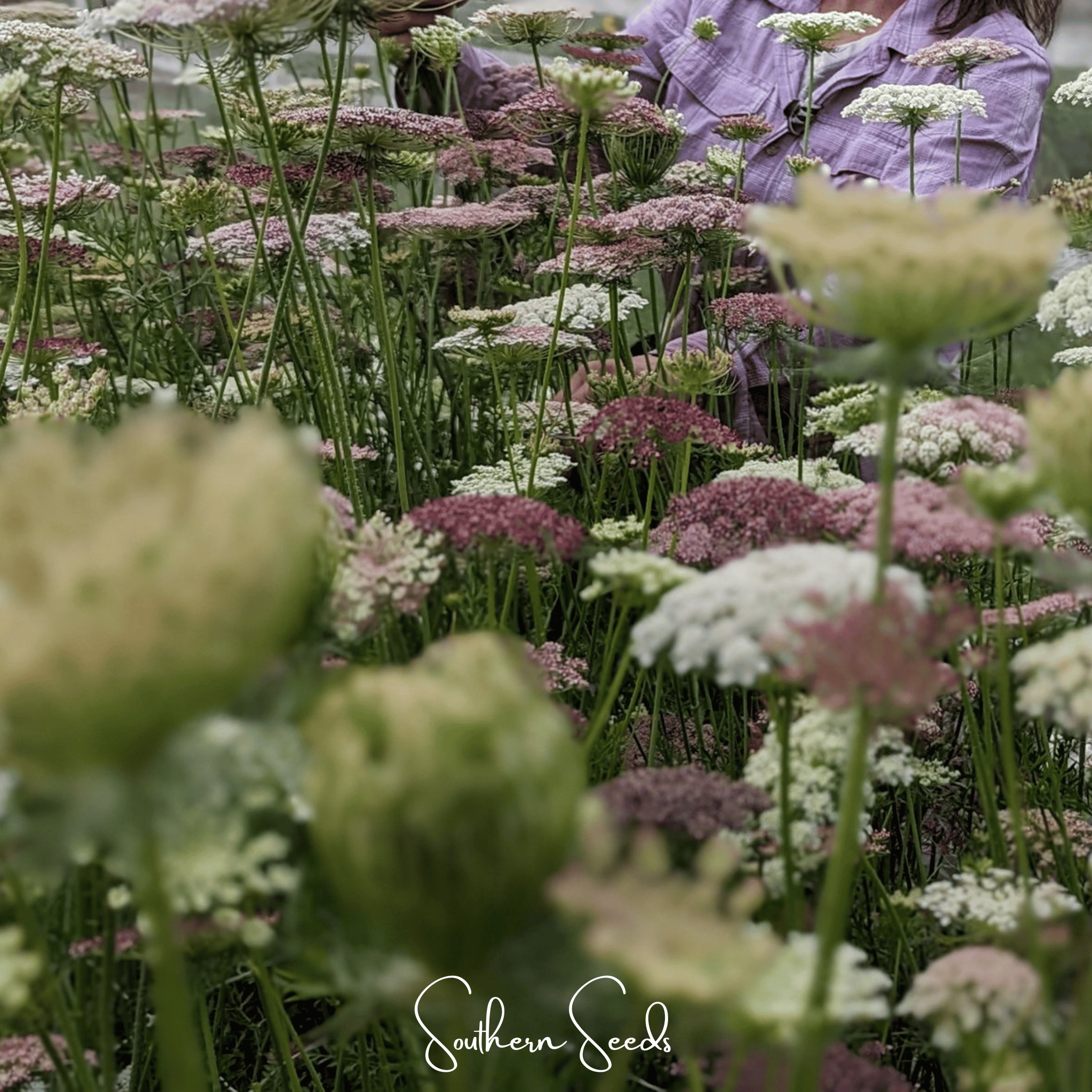 Chocolate Lace Queen Anne's Lace – 100 Seeds Southern Seeds
