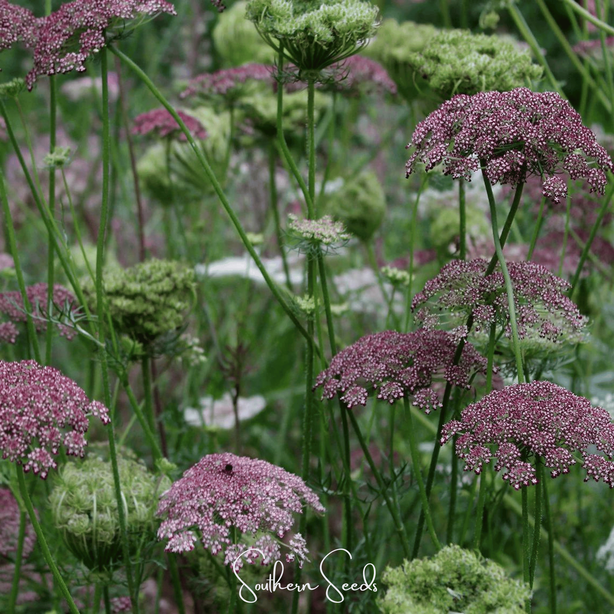 Chocolate Lace Queen Anne's Lace – 100 Seeds Southern Seeds