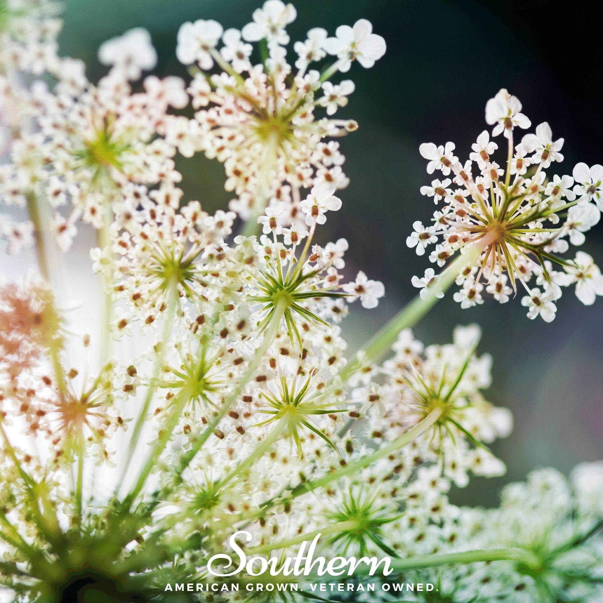 Queen Anne’s Lace – 100 Seeds Southern Seeds