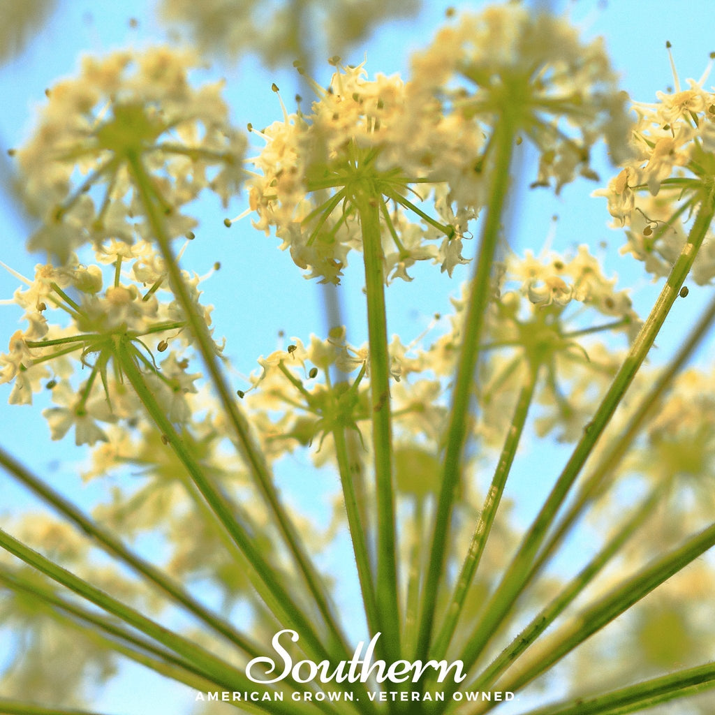Queen Anne’s Lace – 100 Seeds Southern Seeds
