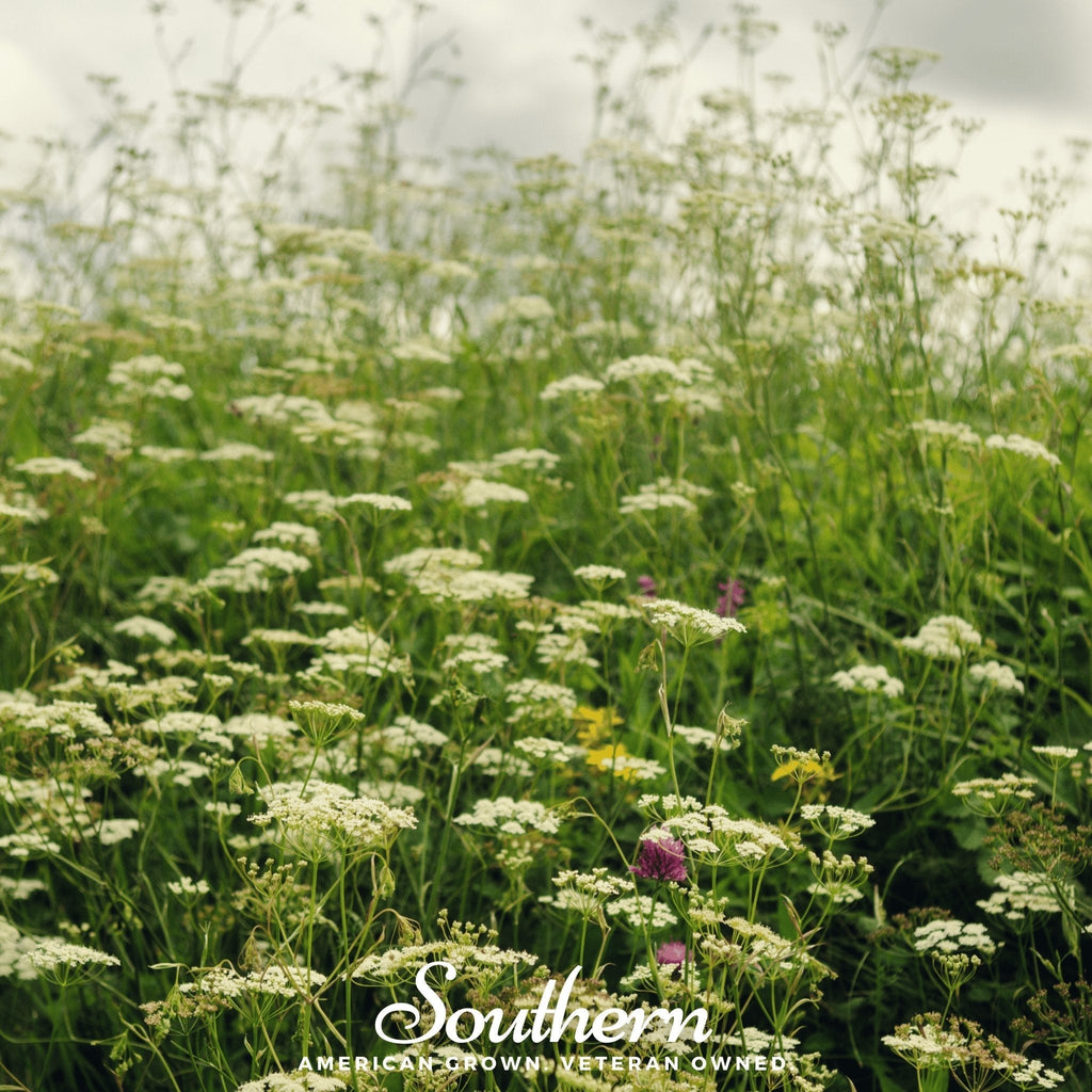 Queen Anne’s Lace – 100 Seeds Southern Seeds