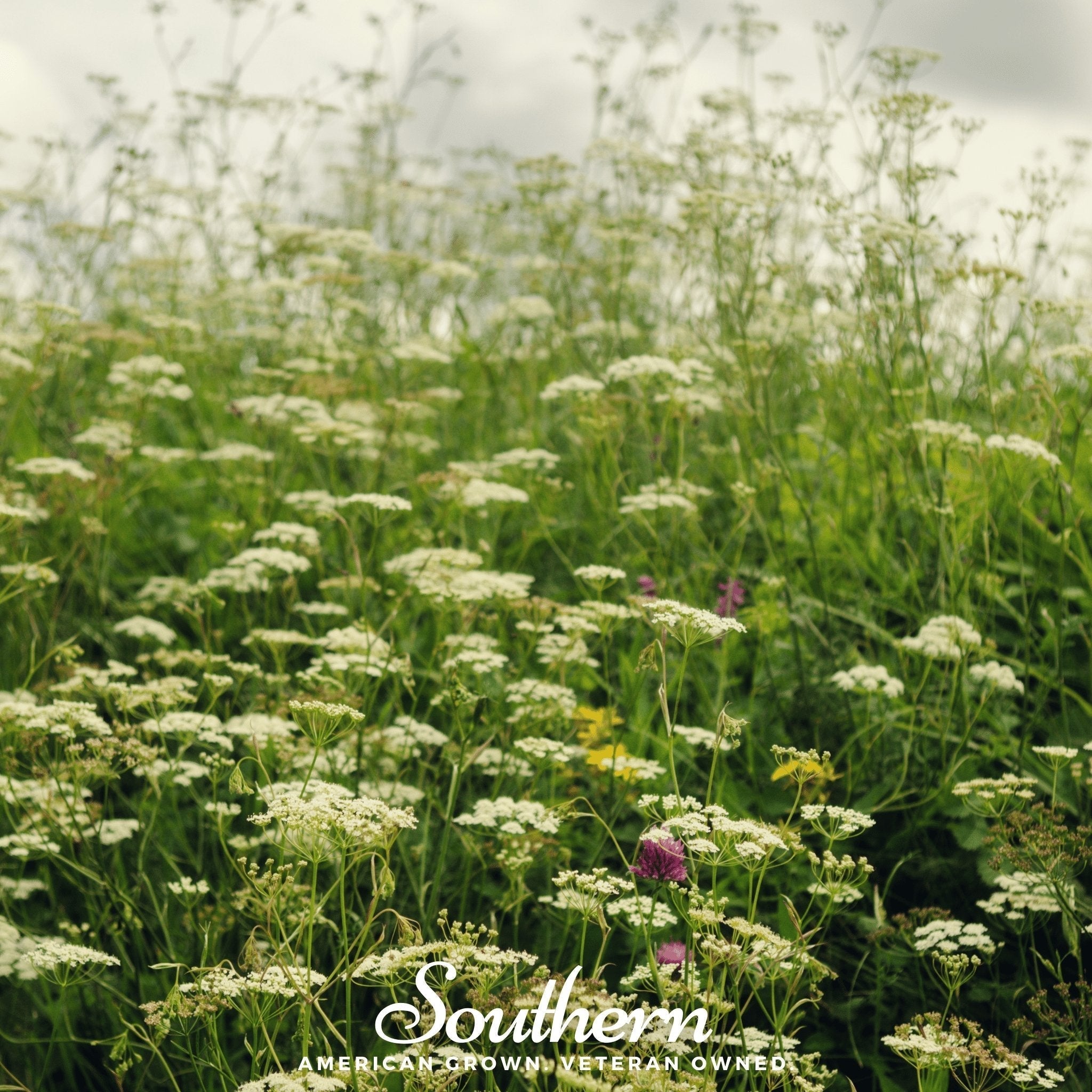 Queen Anne’s Lace – 100 Seeds Southern Seeds