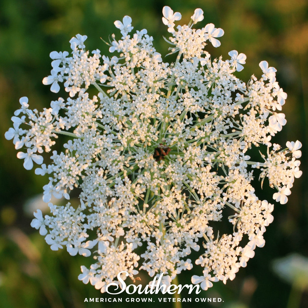 Queen Anne’s Lace – 100 Seeds Southern Seeds