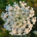 Queen Anne’s Lace – 100 Seeds Southern Seeds