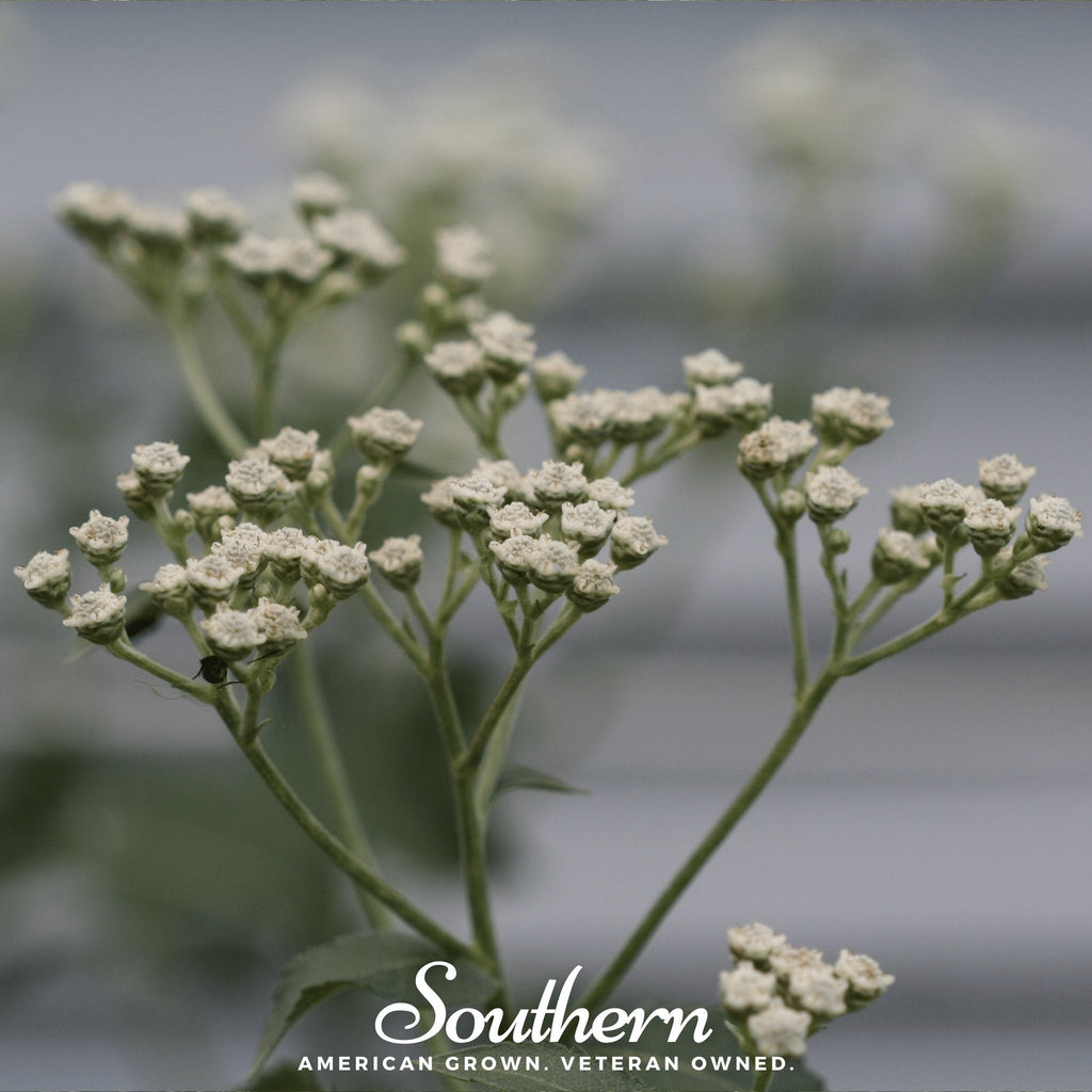 Wild Quinine – 50 Seeds Southern Seeds