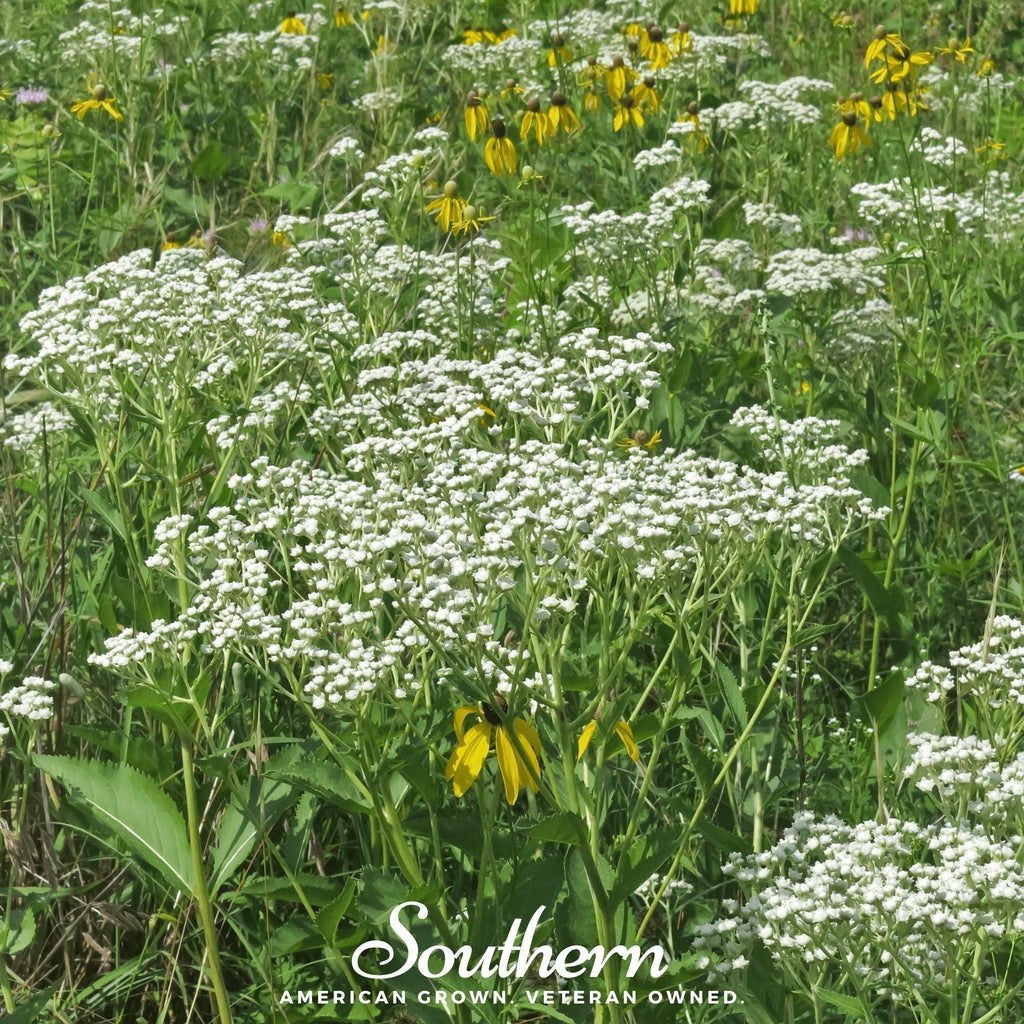 Wild Quinine – 50 Seeds Southern Seeds