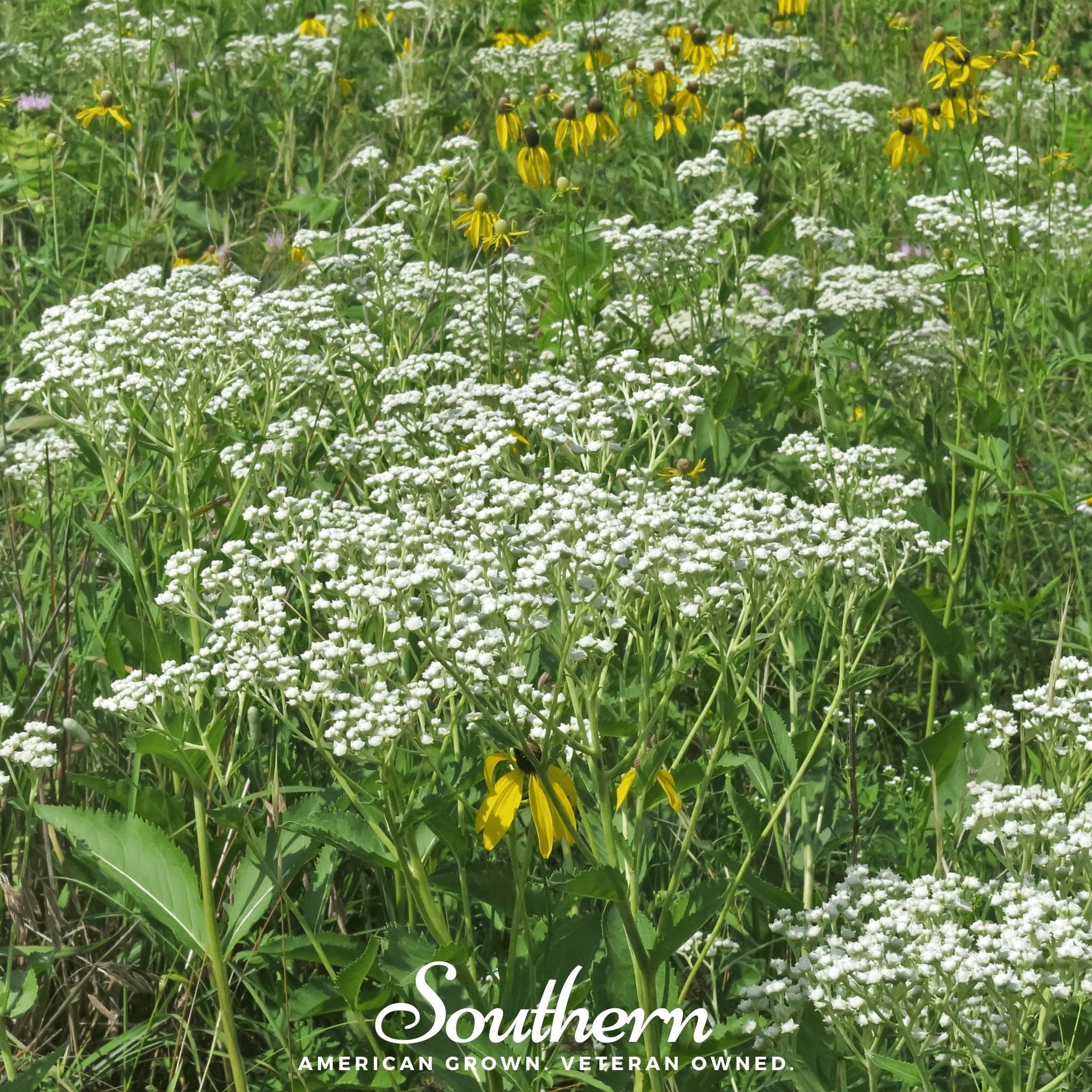 Wild Quinine – 50 Seeds Southern Seeds