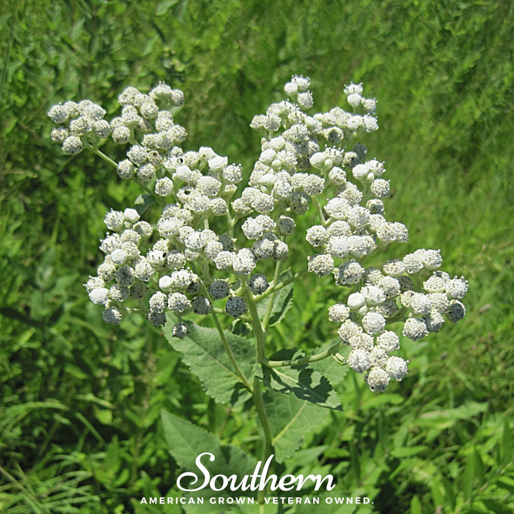 Wild Quinine – 50 Seeds Southern Seeds
