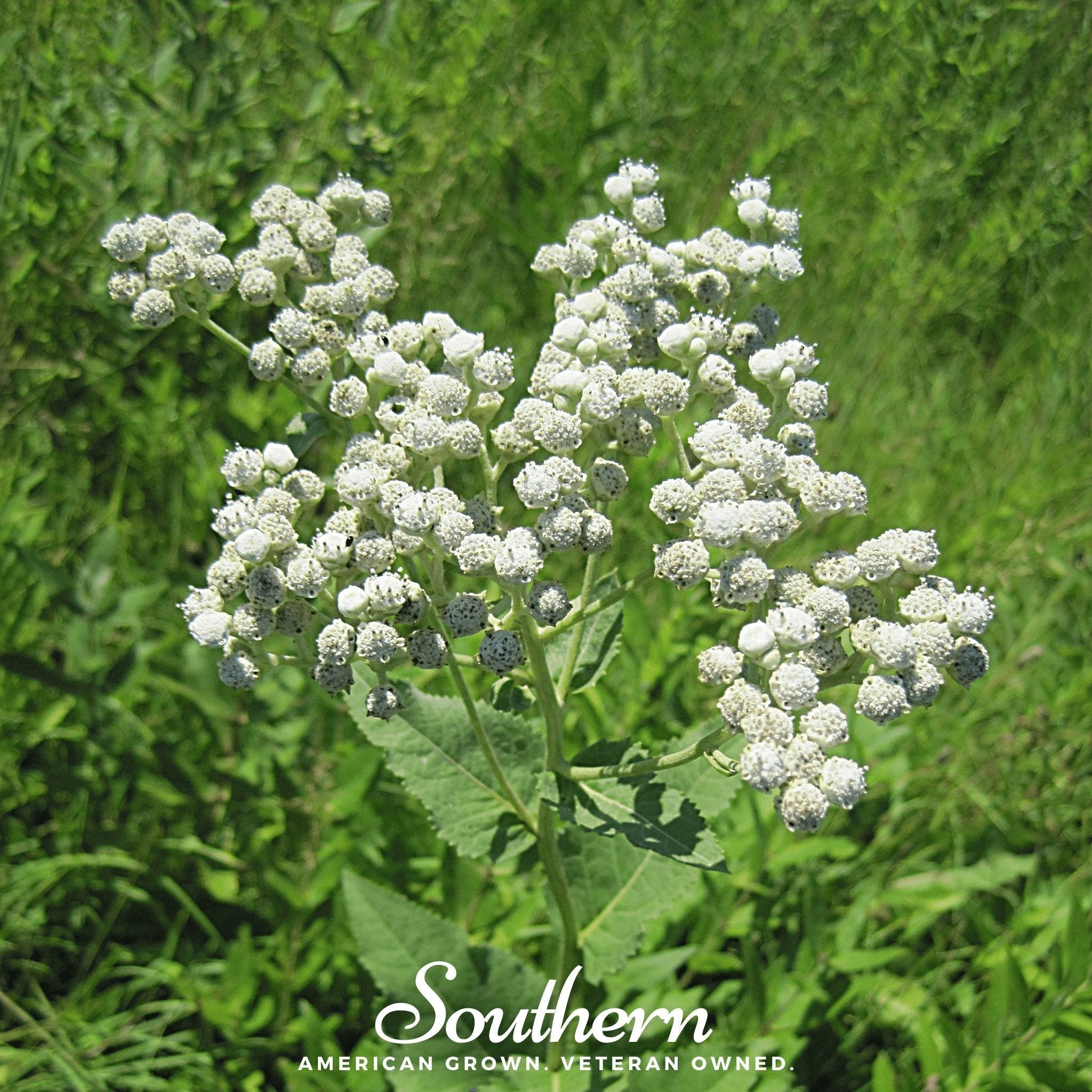 Wild Quinine – 50 Seeds Southern Seeds