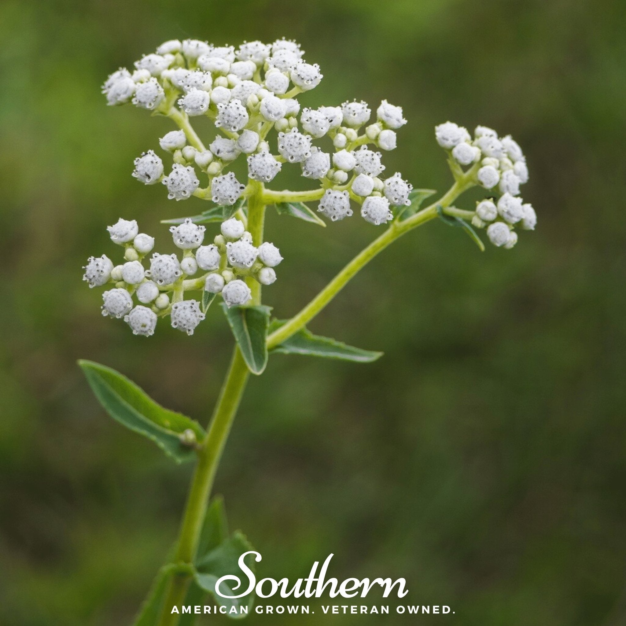 Wild Quinine – 50 Seeds Southern Seeds