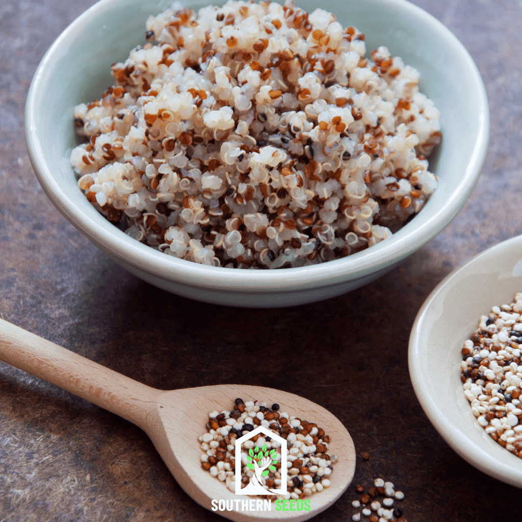 Brightest Brilliant Rainbow Quinoa – 250 Seeds Southern Seeds