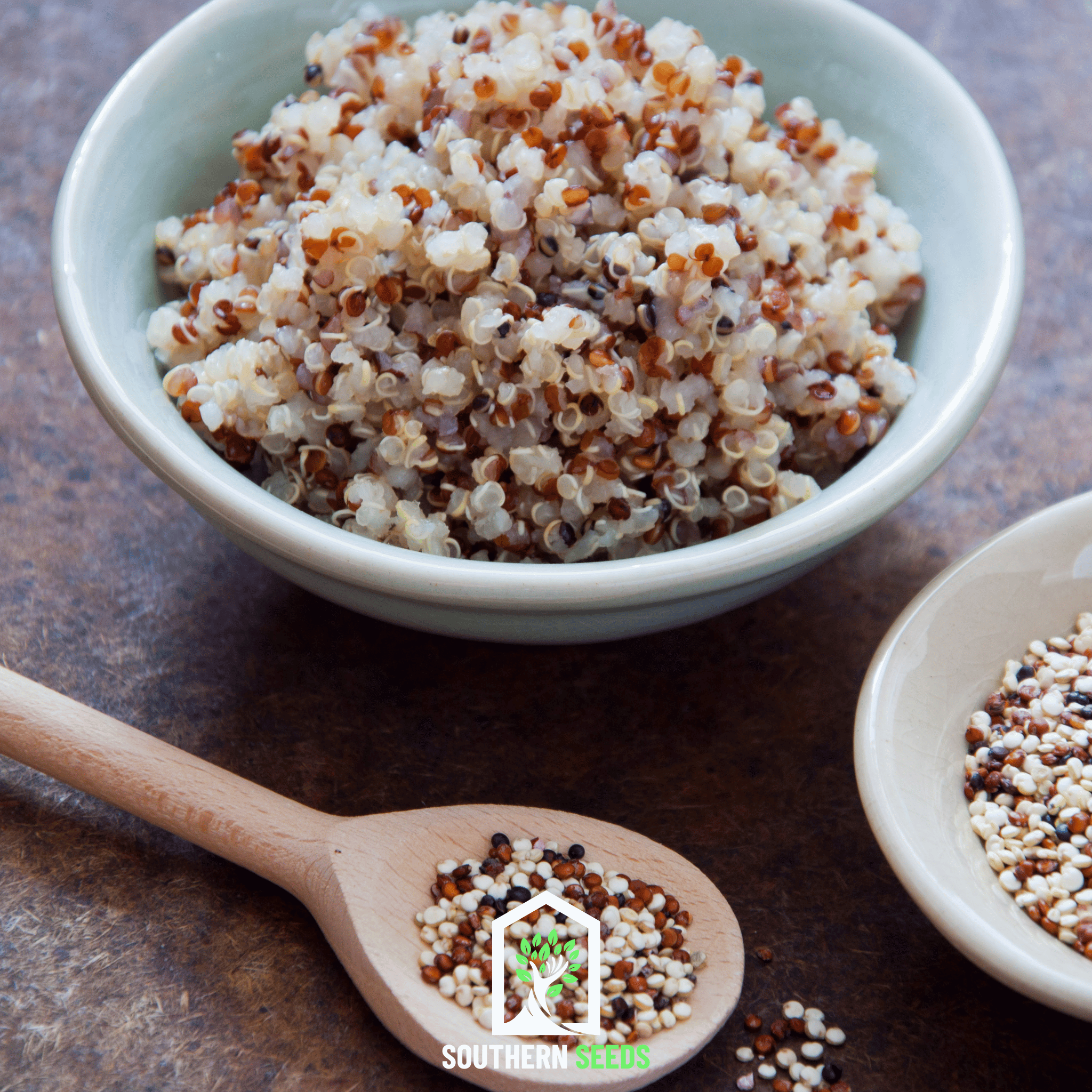 Brightest Brilliant Rainbow Quinoa – 250 Seeds Southern Seeds