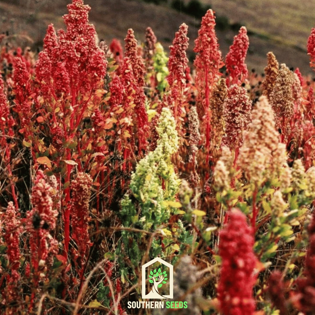 Brightest Brilliant Rainbow Quinoa – 250 Seeds Southern Seeds