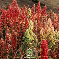 Brightest Brilliant Rainbow Quinoa – 250 Seeds Southern Seeds