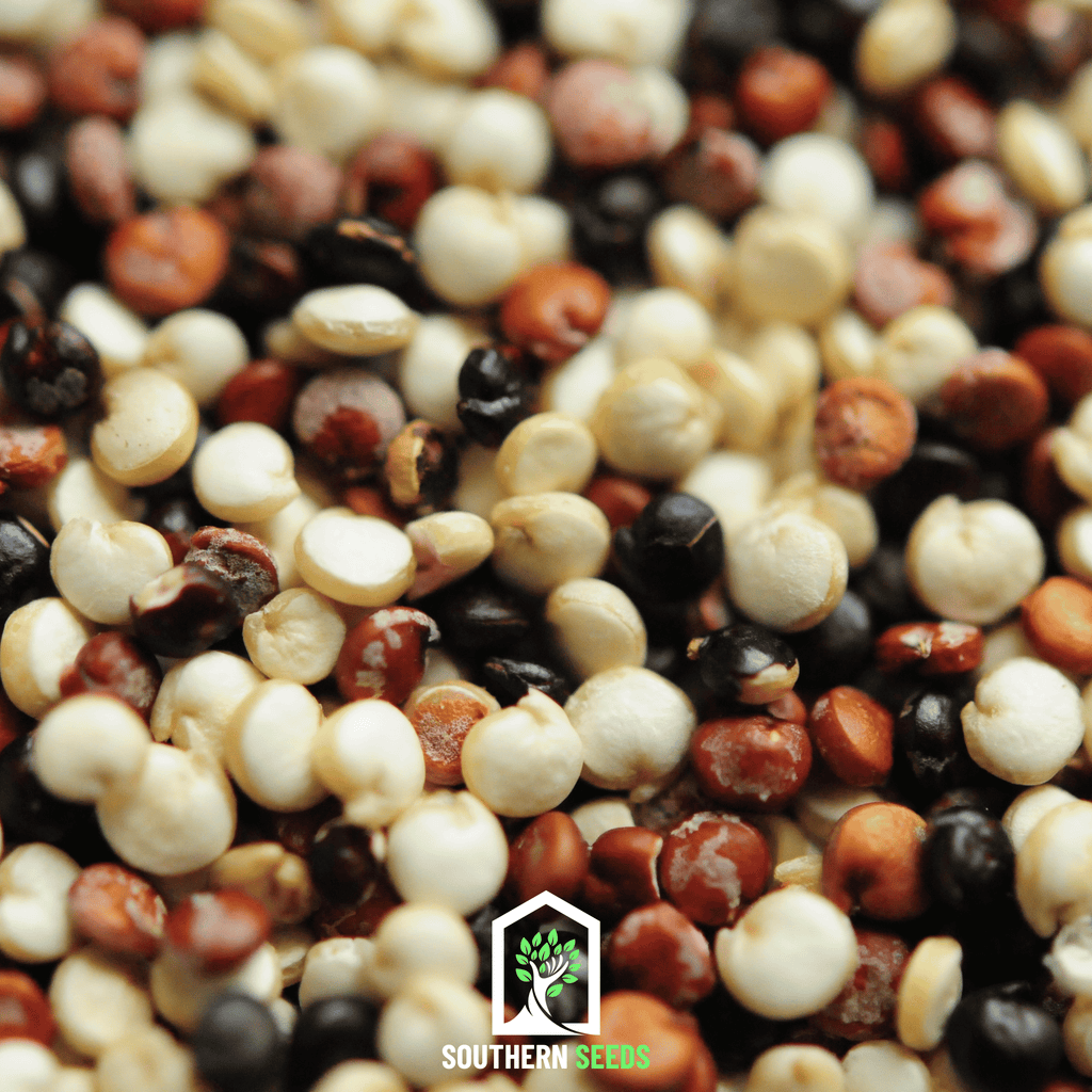 Brightest Brilliant Rainbow Quinoa – 250 Seeds Southern Seeds