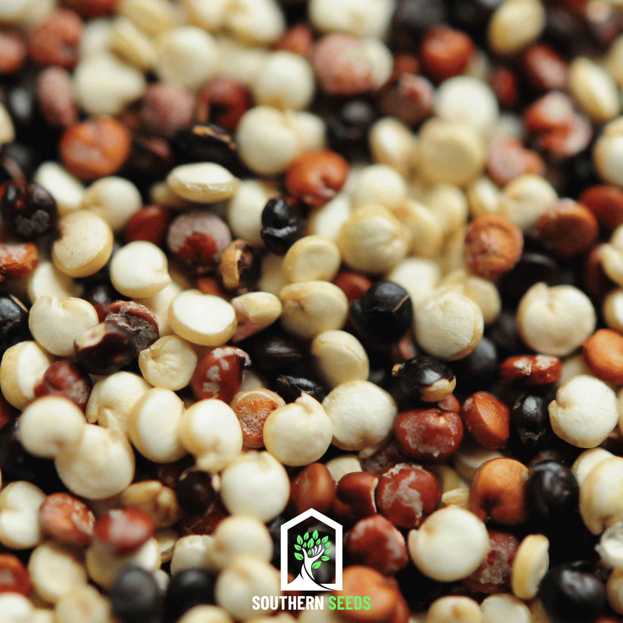 Brightest Brilliant Rainbow Quinoa – 250 Seeds Southern Seeds