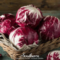 Palla Rossa Radicchio – 100 Seeds Southern Seeds