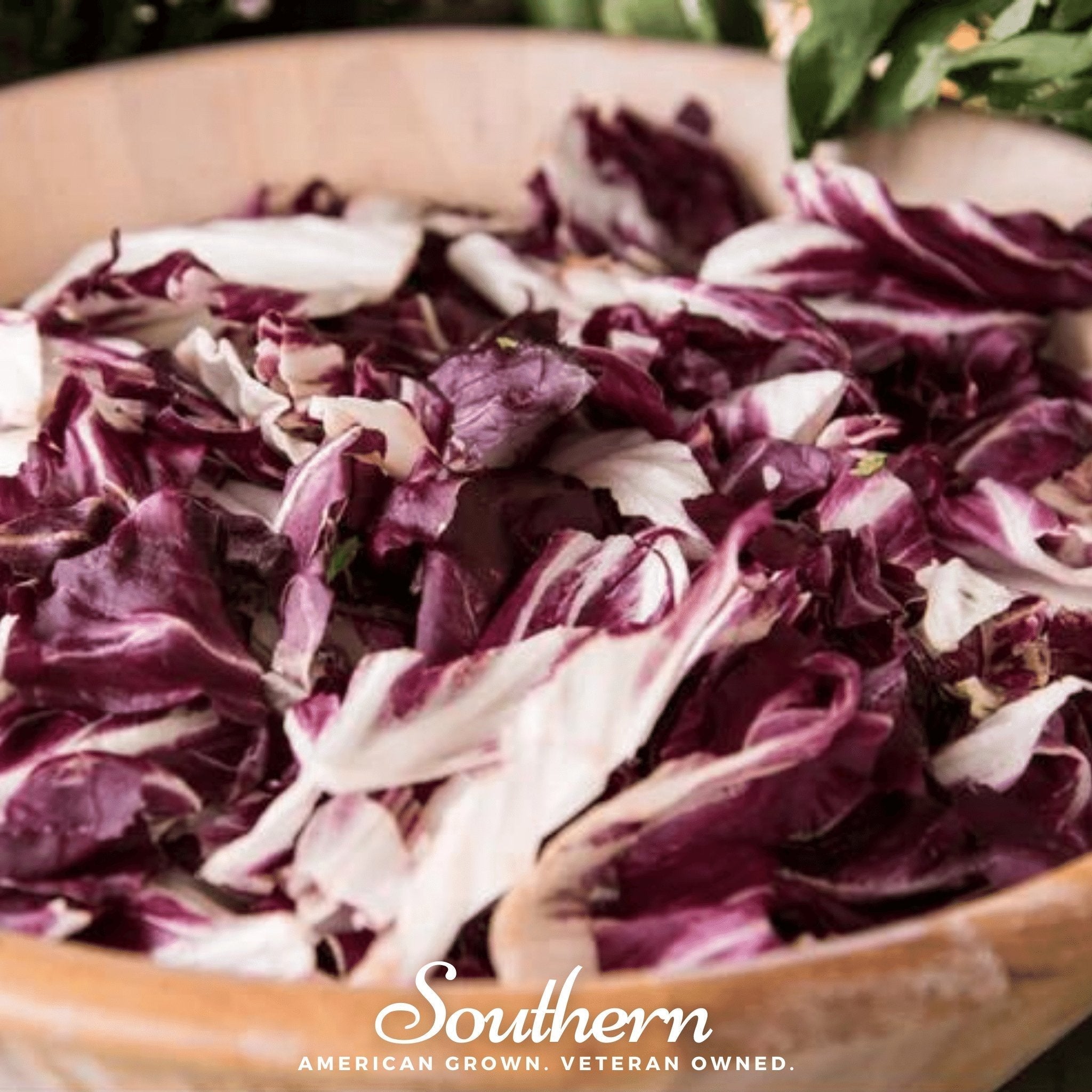 Palla Rossa Radicchio – 100 Seeds Southern Seeds