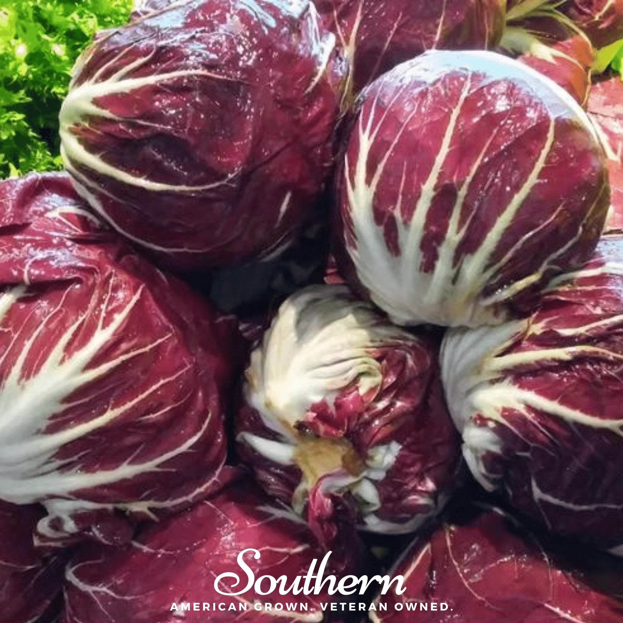 Palla Rossa Radicchio – 100 Seeds Southern Seeds