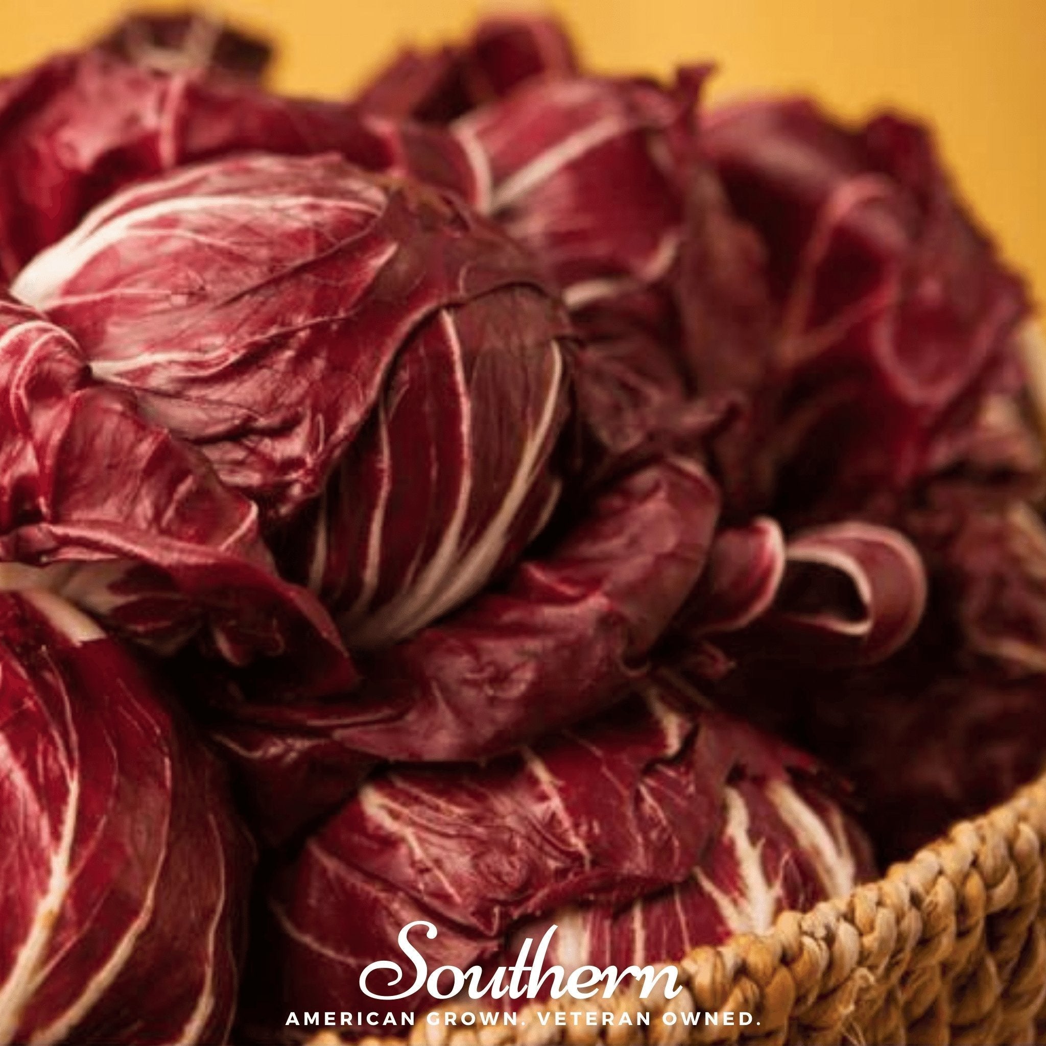 Palla Rossa Radicchio – 100 Seeds Southern Seeds