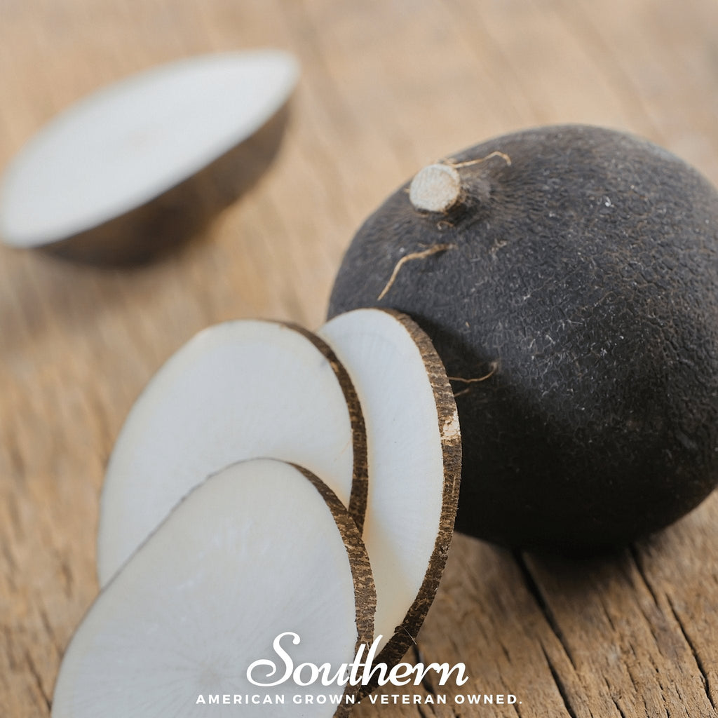 Black Spanish Radish – 250 Seeds Southern Seeds