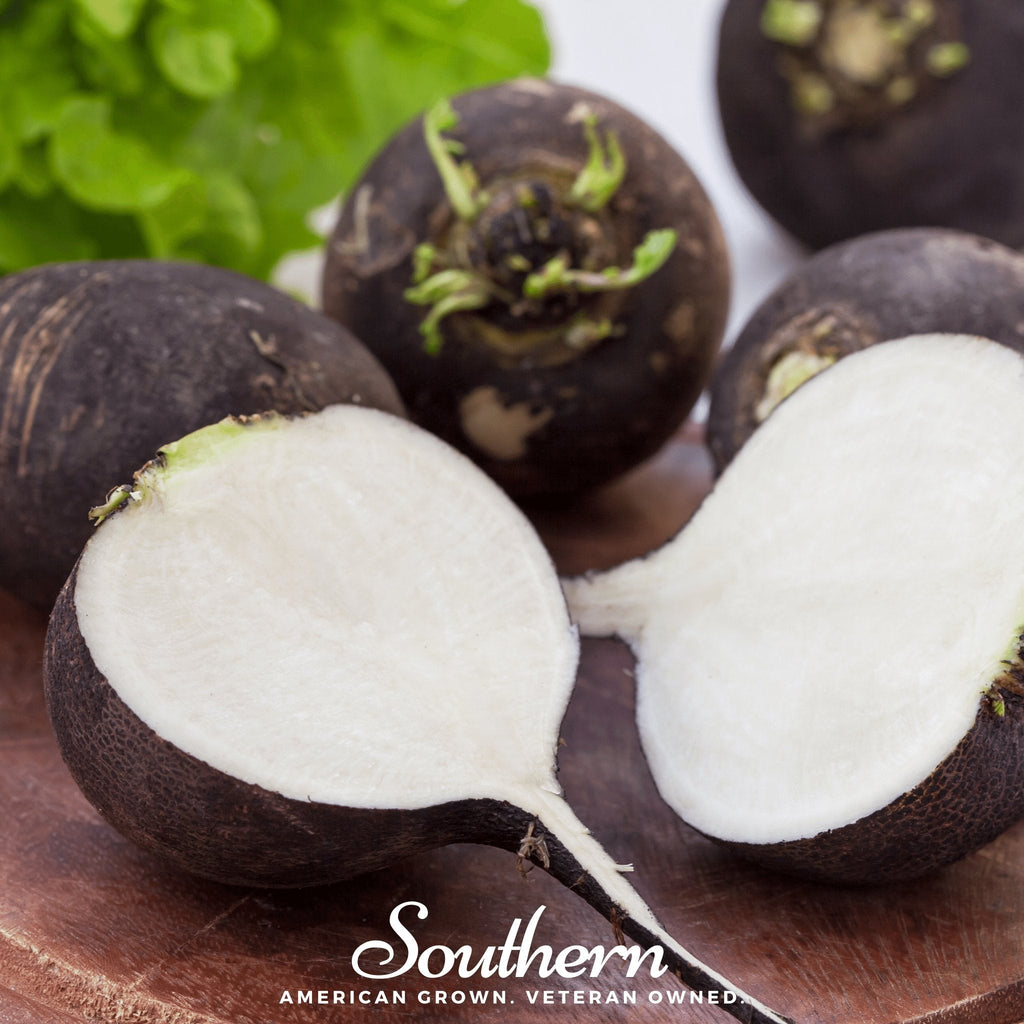 Black Spanish Radish – 250 Seeds Southern Seeds
