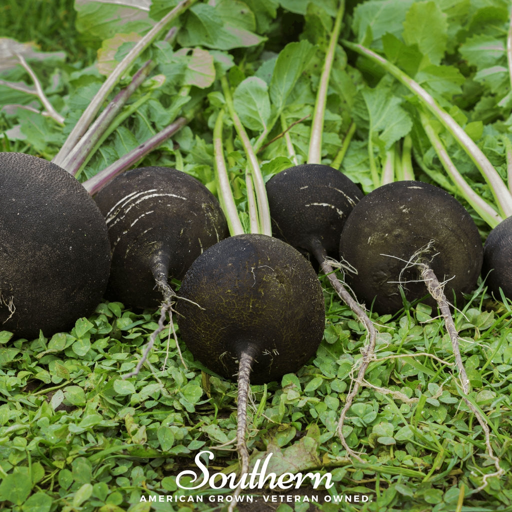 Black Spanish Radish – 250 Seeds Southern Seeds