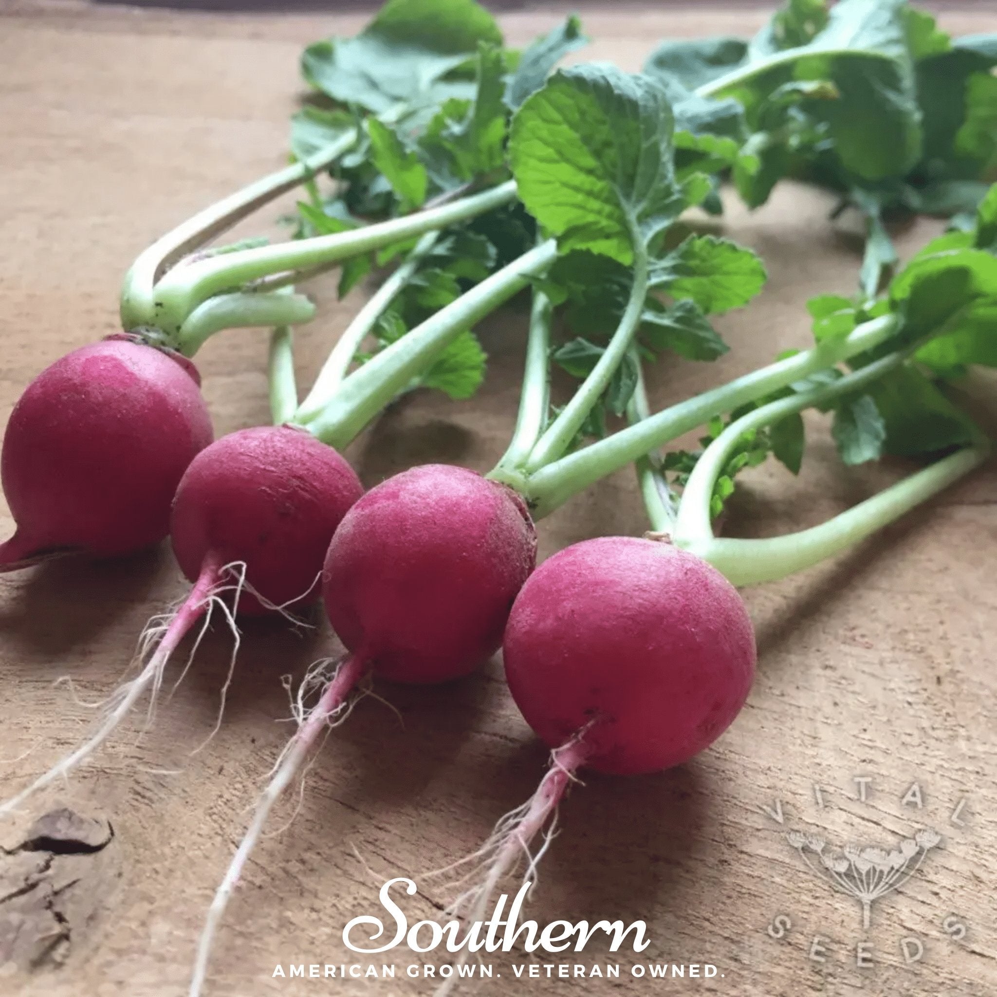 Cherry Belle Radish – 250 Seeds Southern Seeds