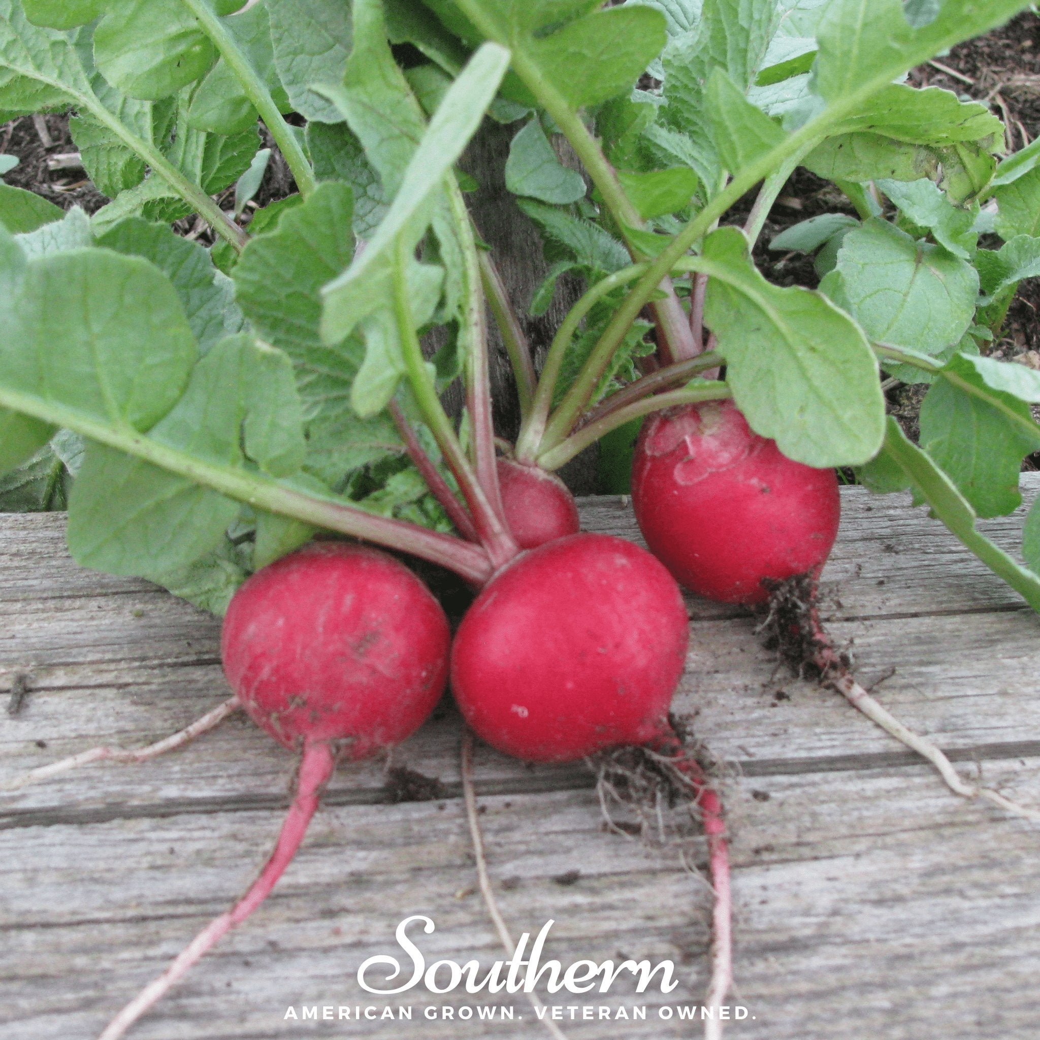 Cherry Belle Radish – 250 Seeds Southern Seeds