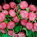 Cherry Belle Radish – 250 Seeds Southern Seeds