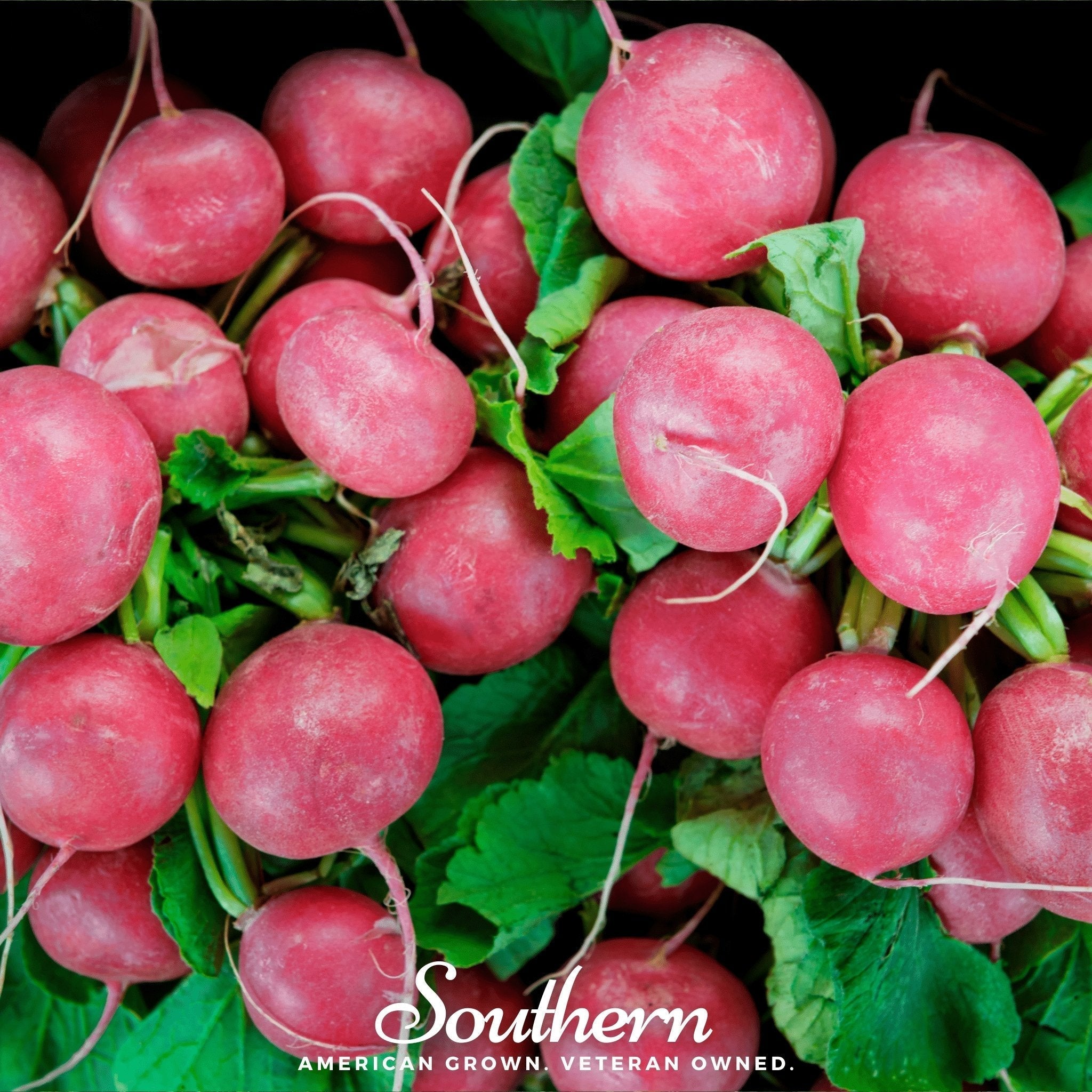 Cherry Belle Radish – 250 Seeds Southern Seeds