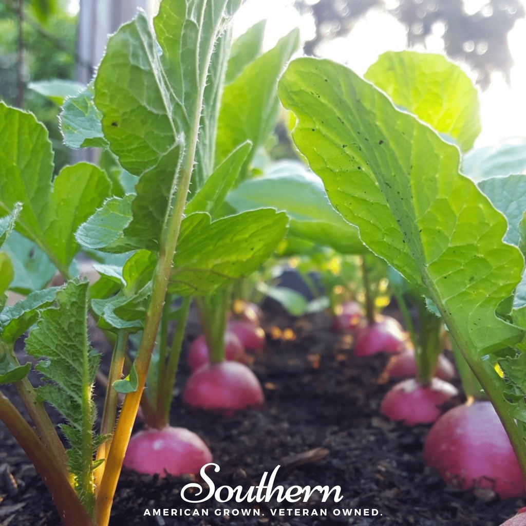 Cherry Belle Radish – 250 Seeds Southern Seeds